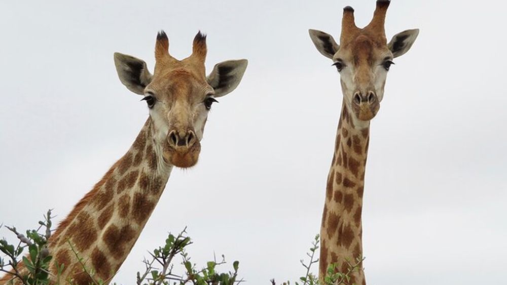 Cape Town to Buffelsfontein Safari Day Trip with Wine Tasting