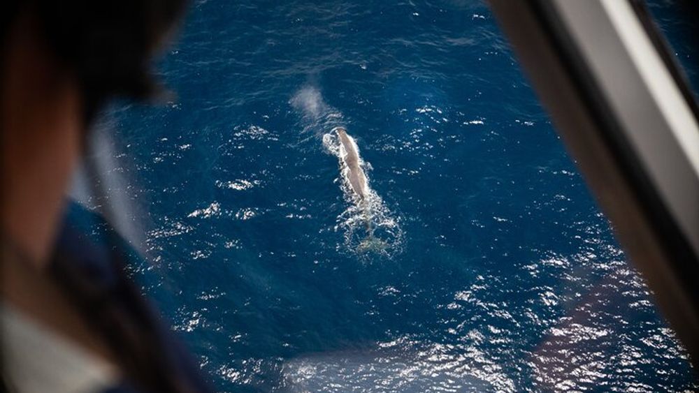 Kaikoura: Whale Watching Flight