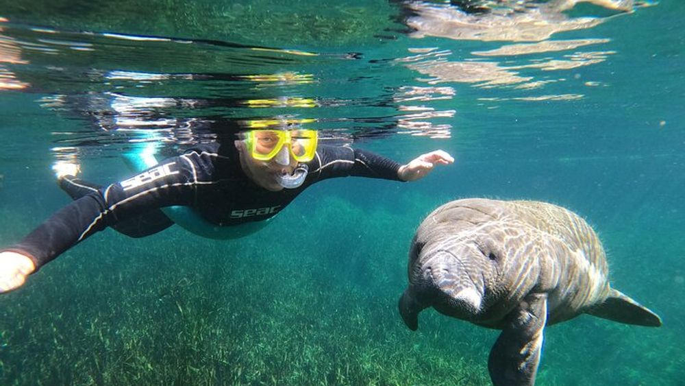 Manatee Snorkeling Crystal River Florida Semi-Private