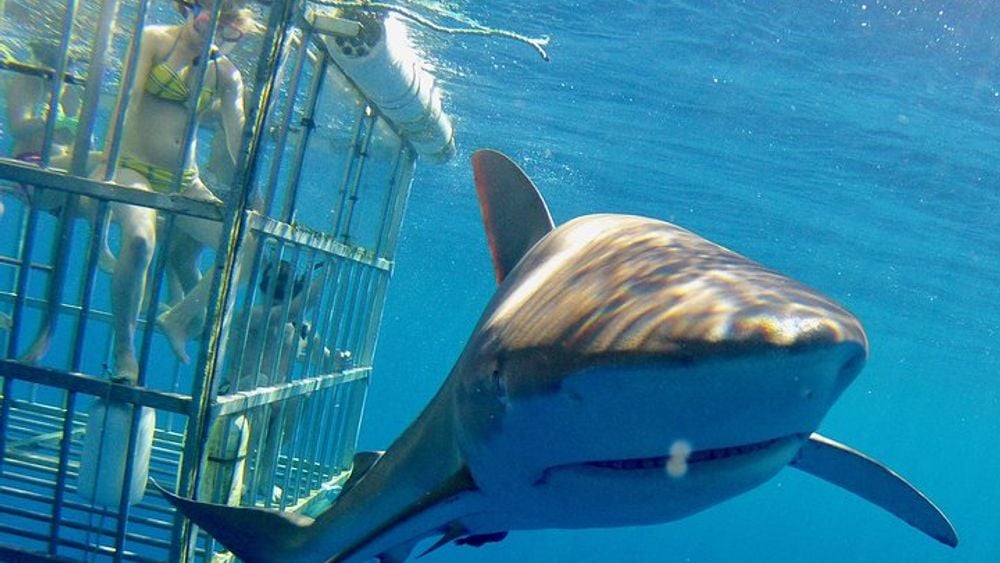 Oahu North Shore Cruise and Shark Cage Dive
