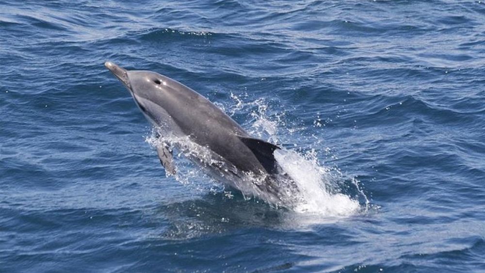 Gibraltar: Dolphin-Watching Boat Tour From Seville