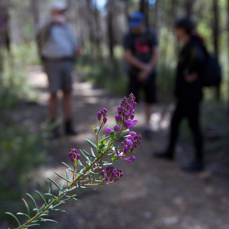 Guided Half Day Nature Walk