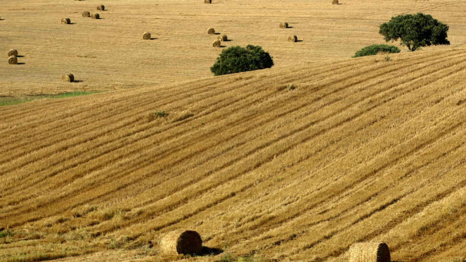 Golden Plains: Evora Region Private Tour