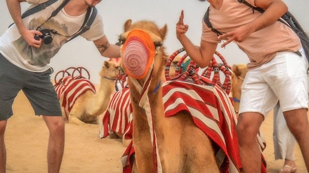 Morning Desert Safari: Dune Bashing, Sandboarding and Camel Rides
