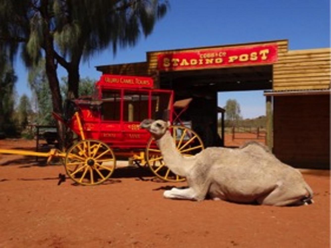 Camel Express