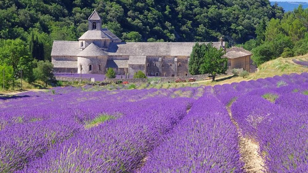 Provence Lavender Full Day Tour from Avignon