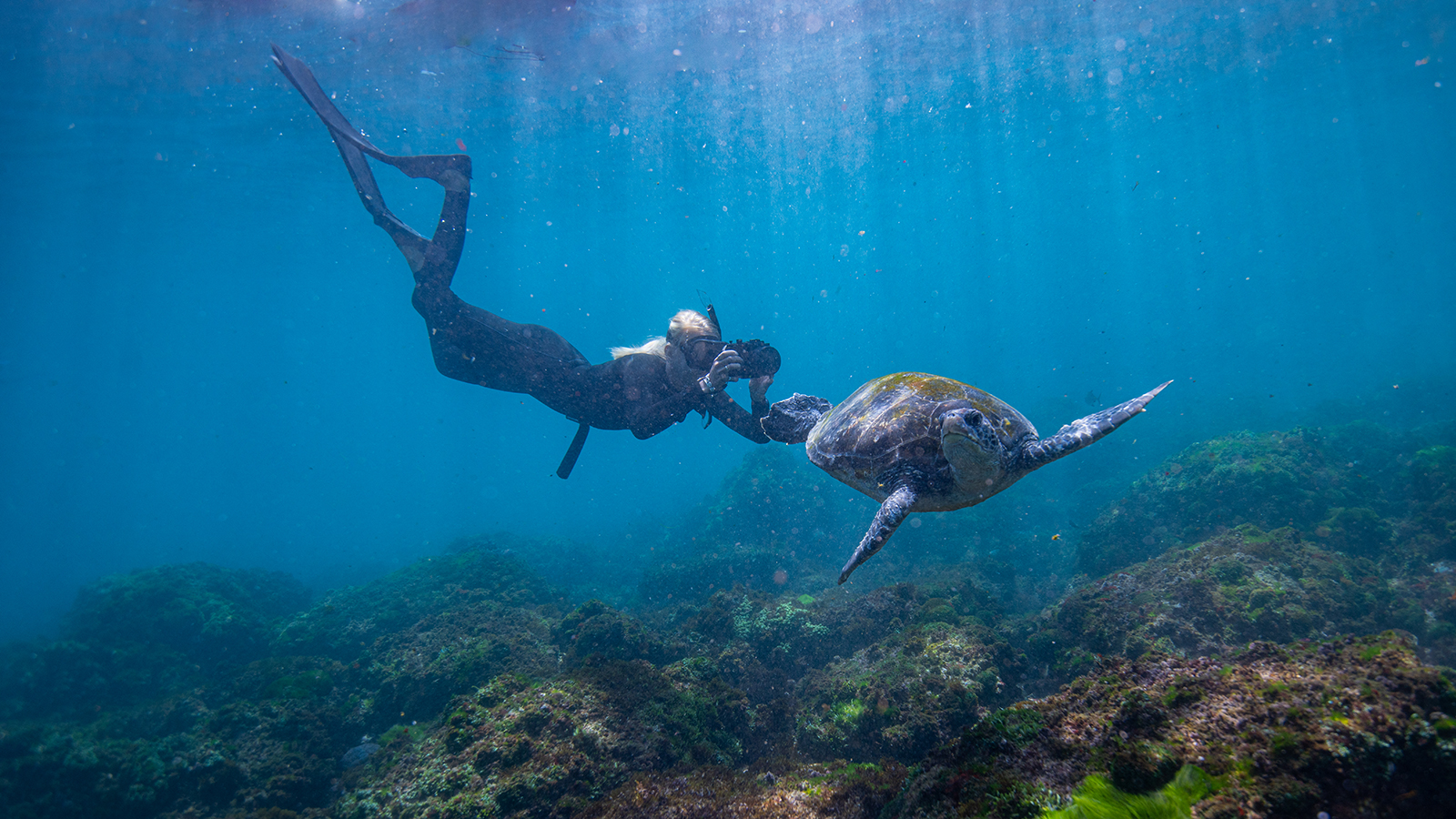 Swim with Turtles