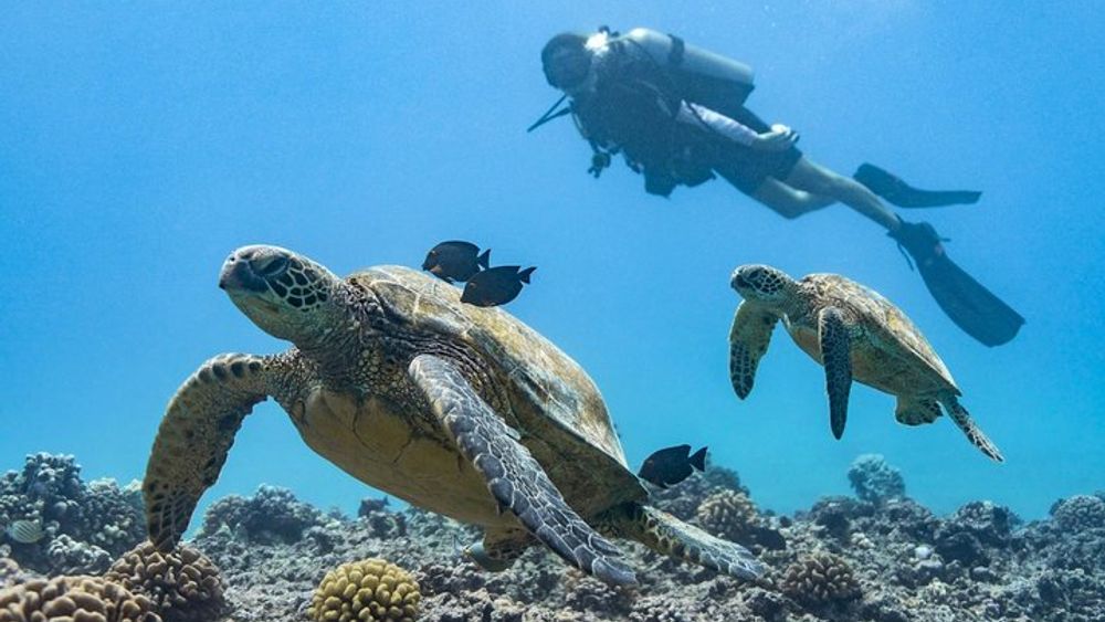 From Waikiki, Oahu 5-Hour Introduction to Scuba Diving