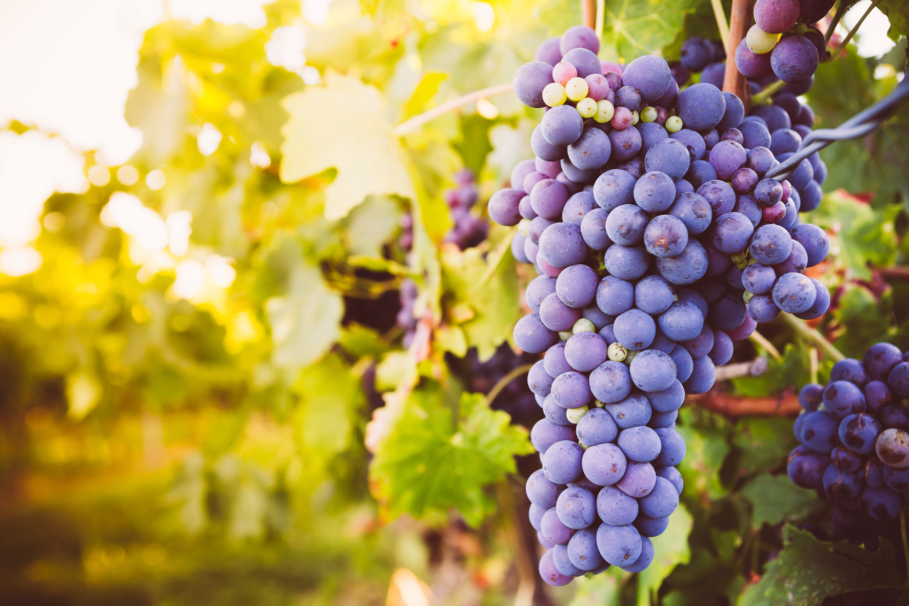 Queenstown - Wine & Gourmet Odyssey