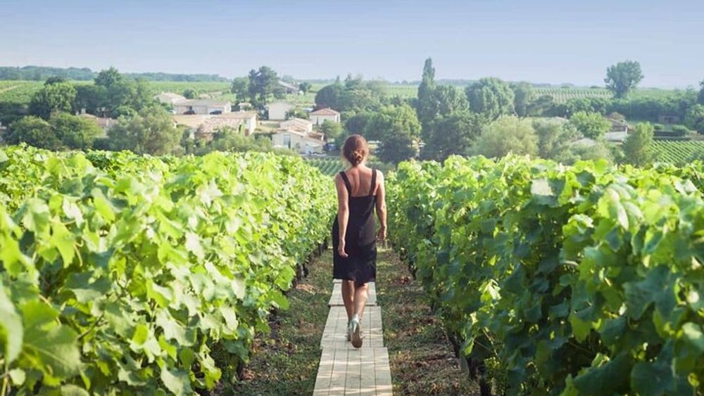 Discover The Cellars in The Heart of The Countryside in Champagne