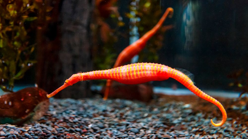 SEA LIFE Kelly Tarlton's Aquarium