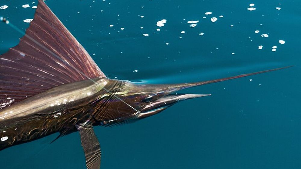 Huatulco Sport Fishing