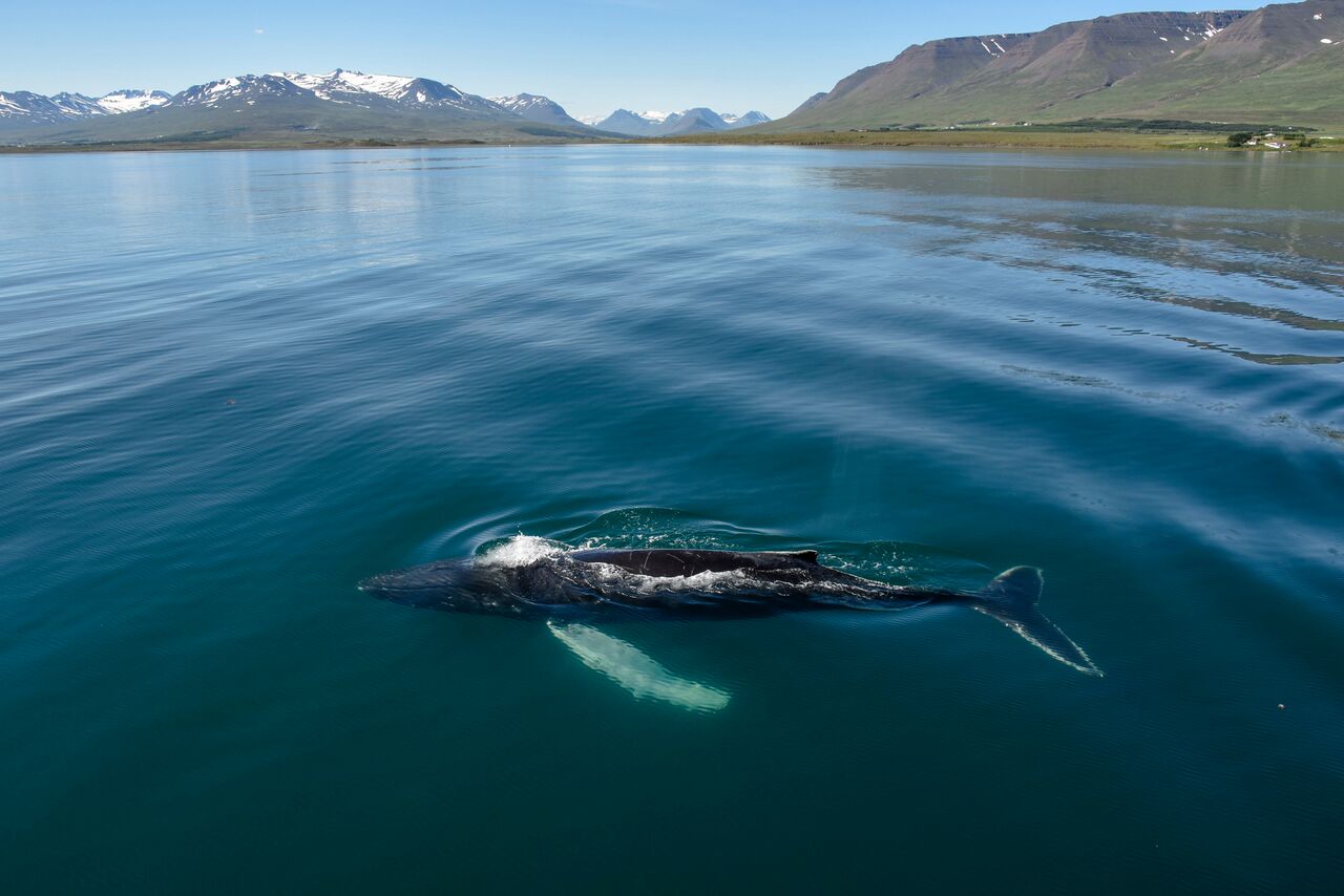 Whales & White Water Rafting