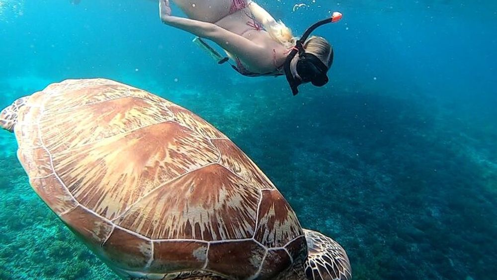 Snorkeling Gili Islands Coral, Turtles & Underwater Statues