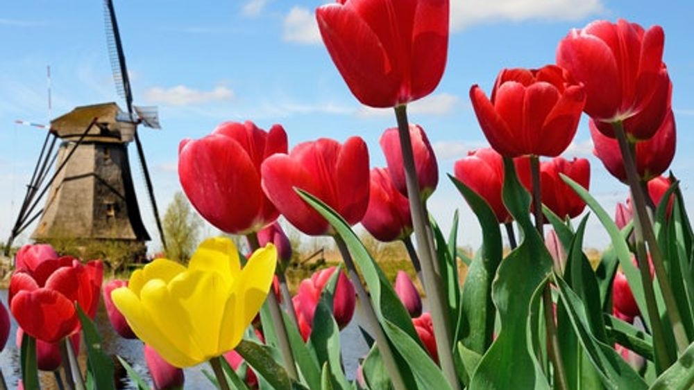 Keukenhof: Entry Ticket + Bus Transport from Amsterdam
