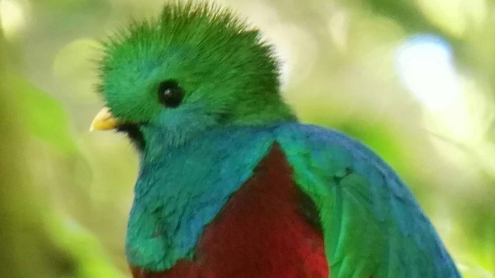 Monteverde Cloud Forest Biological Reserve Birdwatching tour
