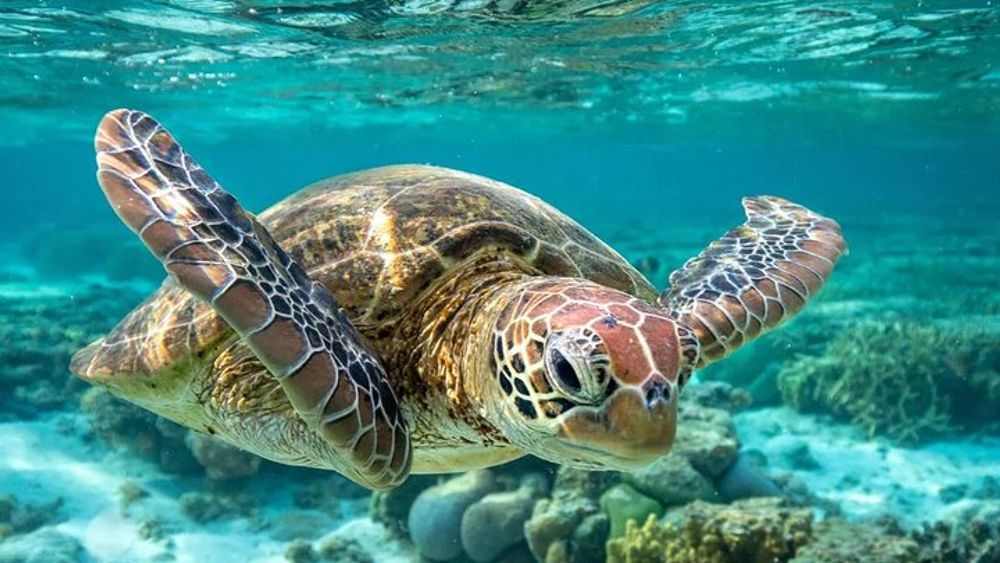 Barbados Snorkeling and Glass-Bottom Boat Tour from Bridgetown