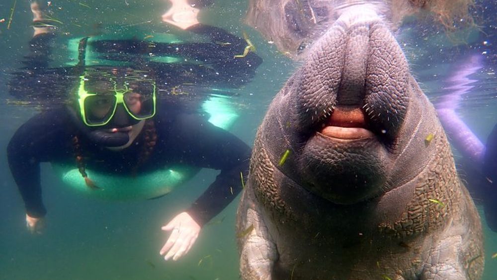 Private 'OG' Manatee Snorkel Tour with Guide for up to 10 people