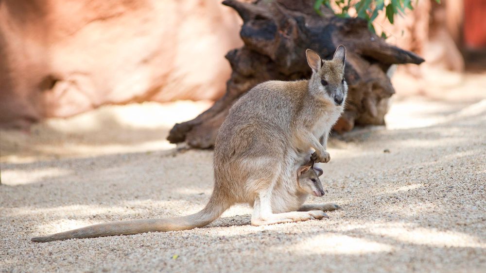 Wild Life Sydney Zoo