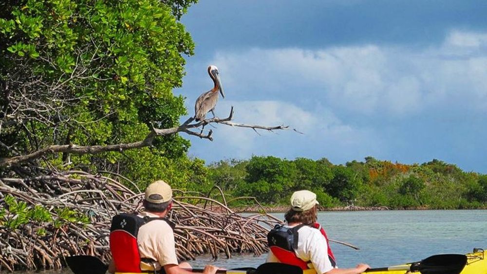 St Thomas Mangrove Lagoon Kayak Tour Sunset Birding Adventure