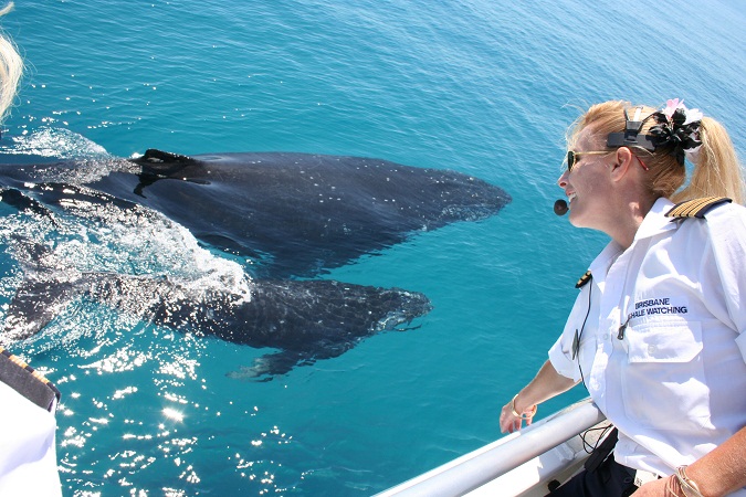 Moreton Bay Whale Watching