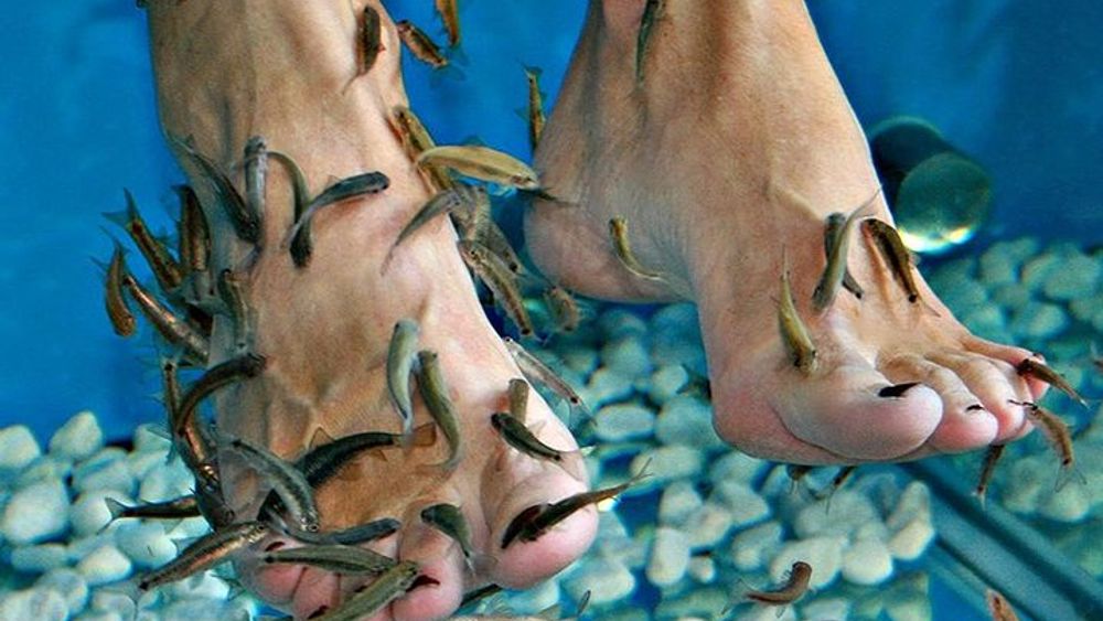 Quintana Roo Fish Pedicure Experience with Beach Day Access
