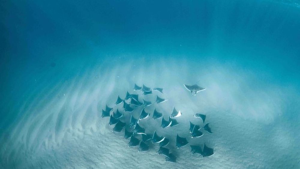 Cabo San Lucas Small-Group Mobula Ray Snorkel Tour