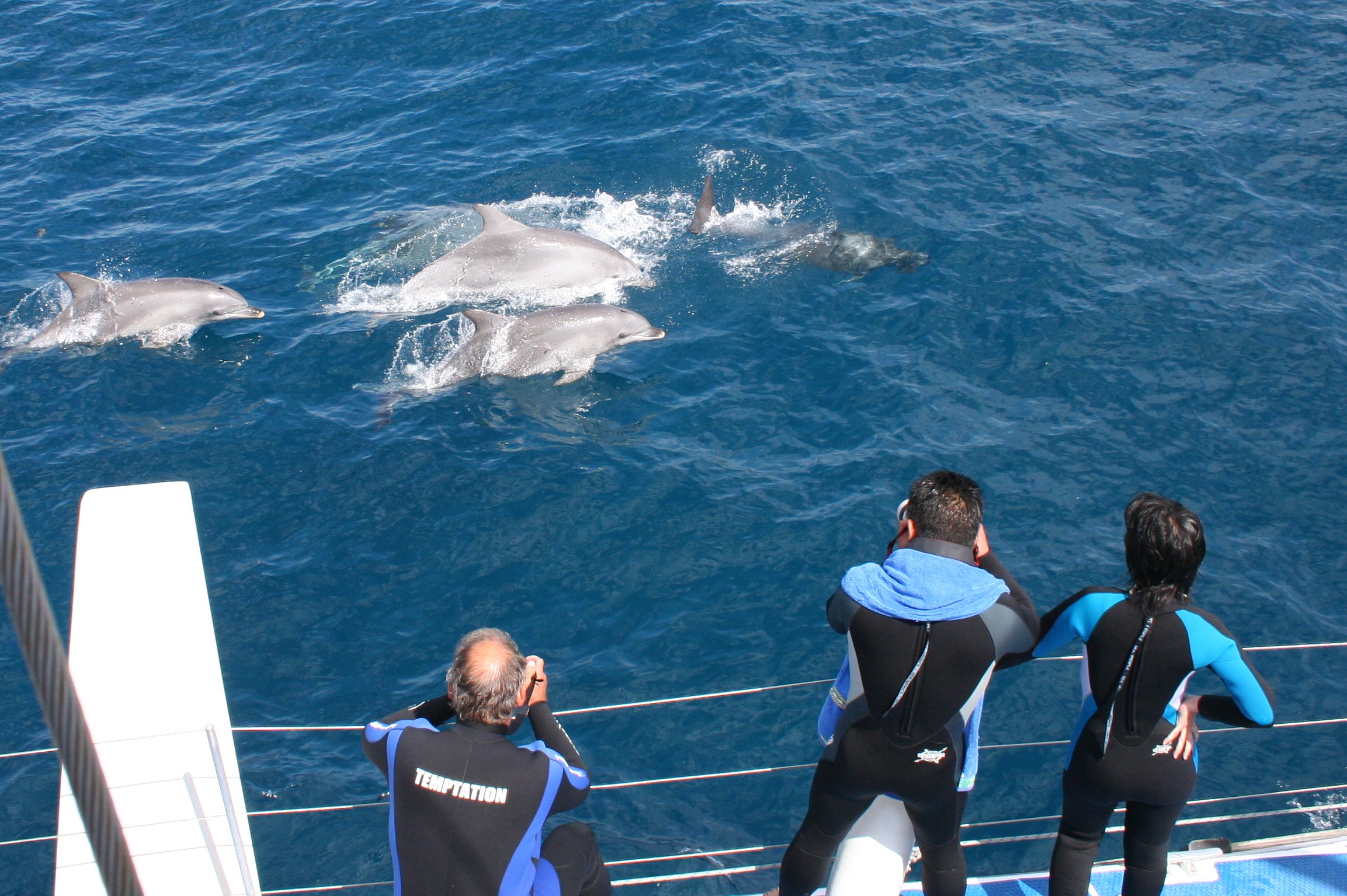 Wild Dolphin Watch