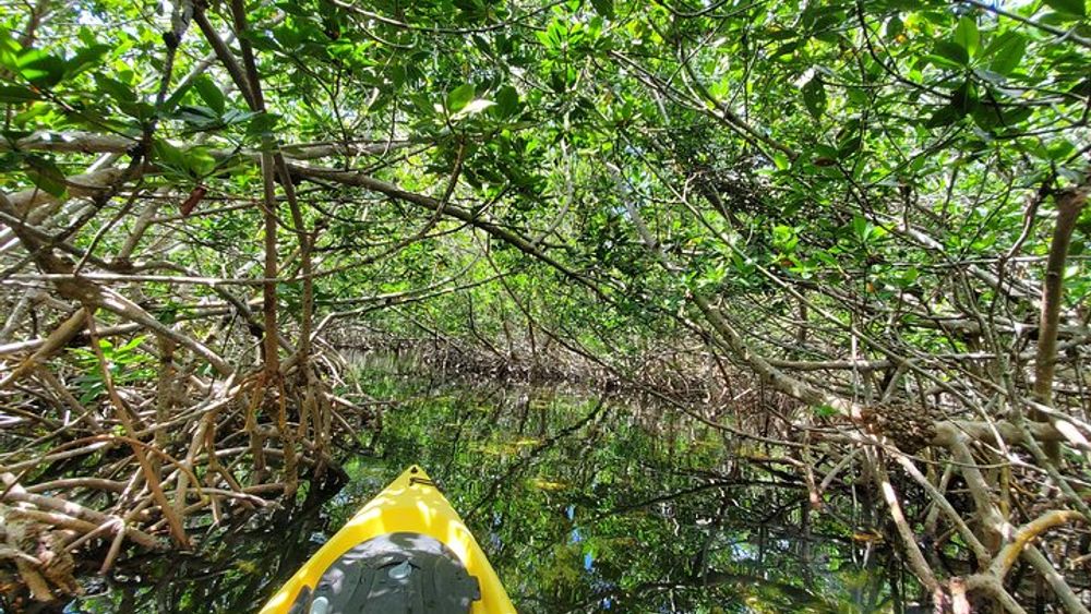 Kayaking Tour of Mangrove Maze in Key West