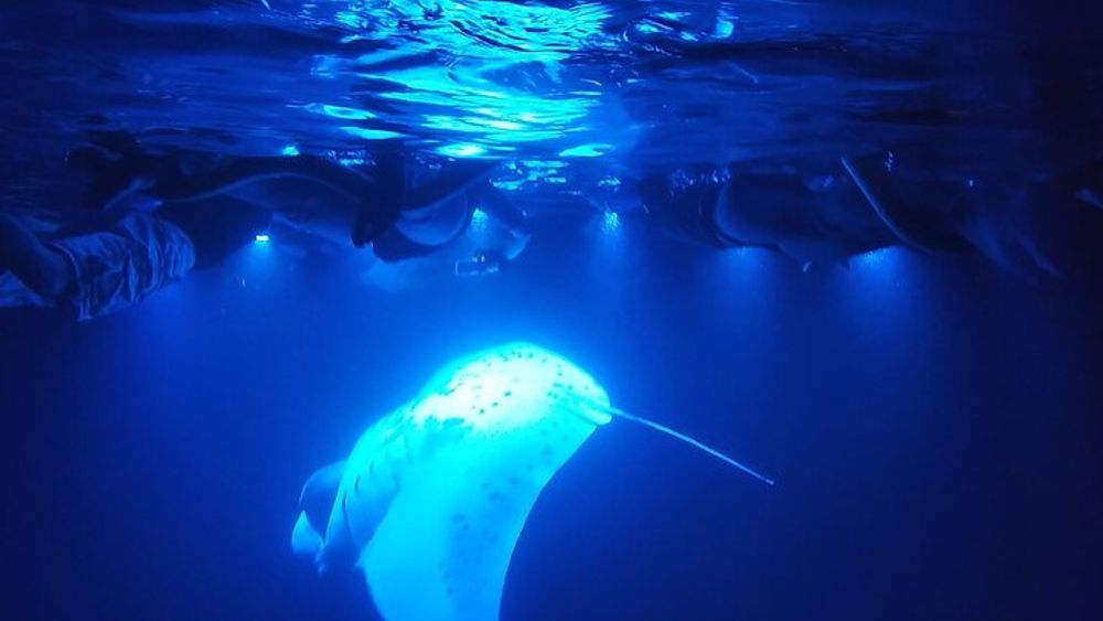 Manta Ray Night Snorkel Kona, Big Island