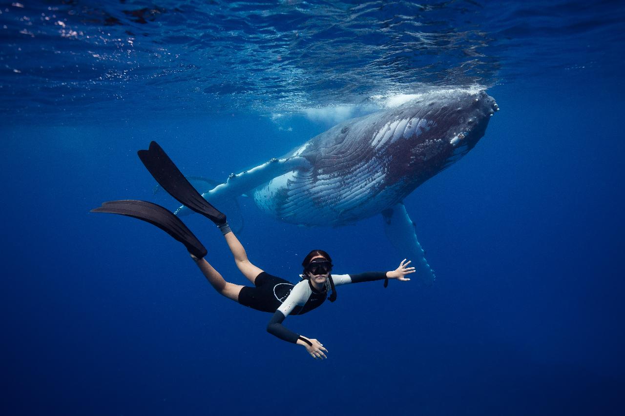 Swim with Whales on The Gold Coast