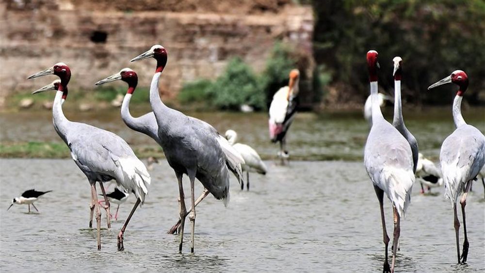 Sultanpur The wonder of Birding from Delhi