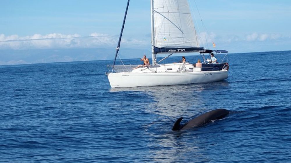 Tenerife Whale and Dolphin Watching Luxury Yacht Cruise