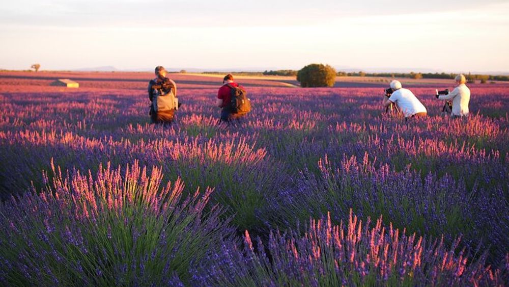 Sunset Lavender Tour from Aix-en-Provence