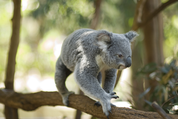 One Way Cruise to Lone Pine Koala Sanctuary 1