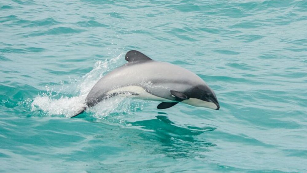Akaroa Dolphins 〜 Harbour Nature Cruise