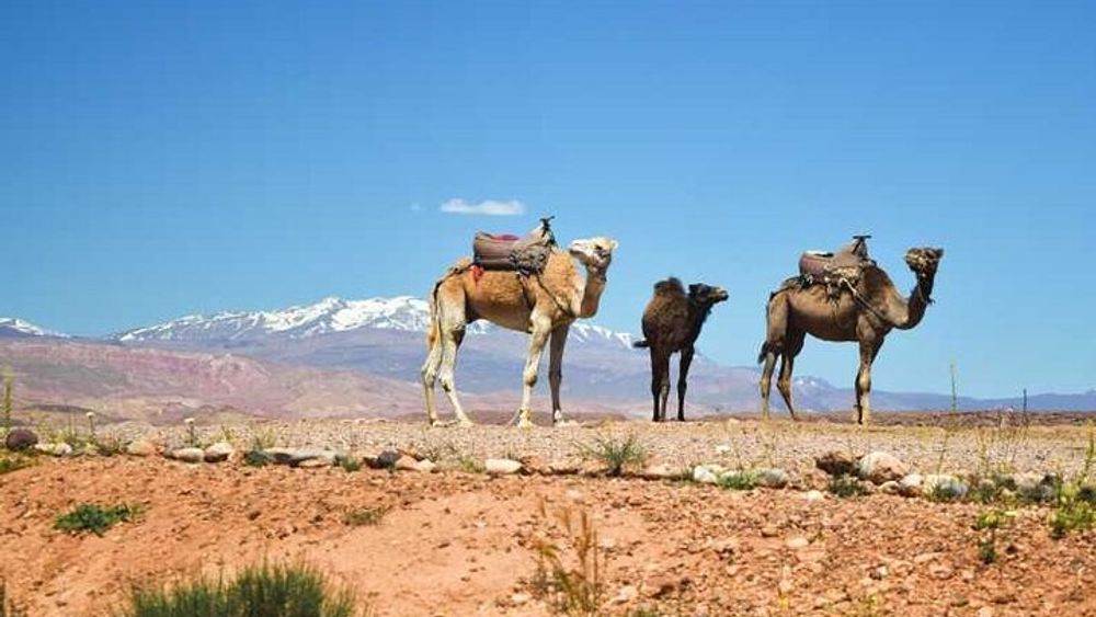 Marrakesh Agapay Desert Berber Village, & Atlas Mountains Tour