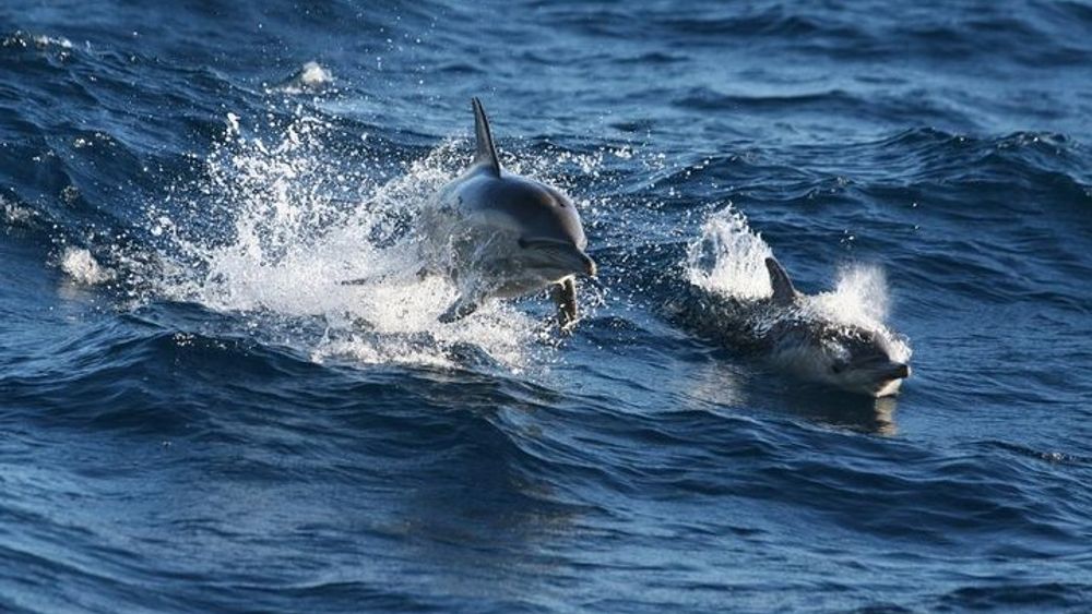Sydney to Port Stephens Day Trip with Dolphin-Watching Cruise