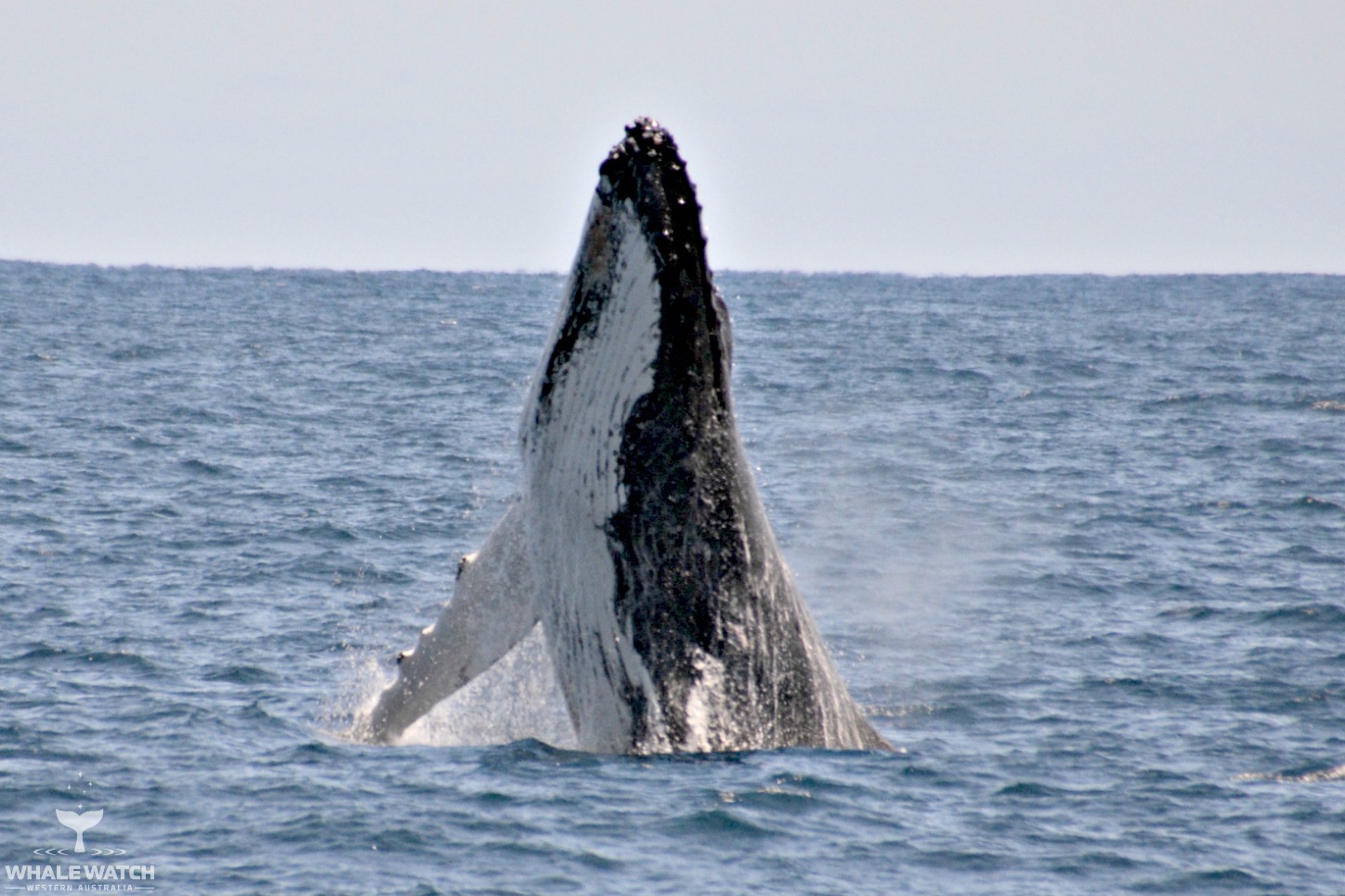 Whale Watch Experience