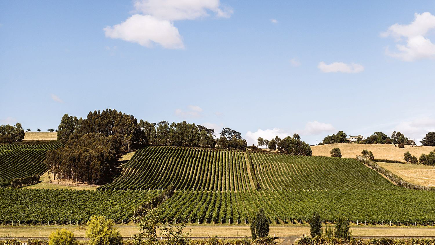 Half Day Tamar Valley Wine Tour