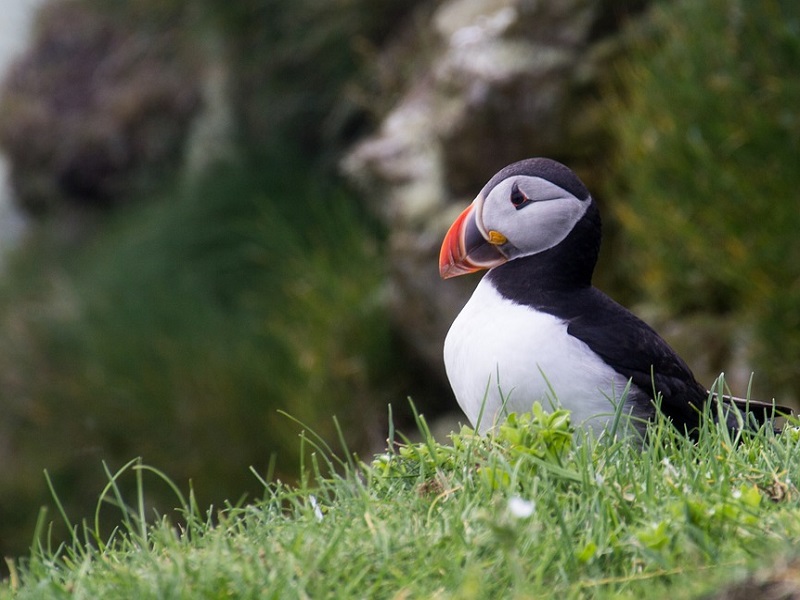 Puffin Island Powerboat Trip