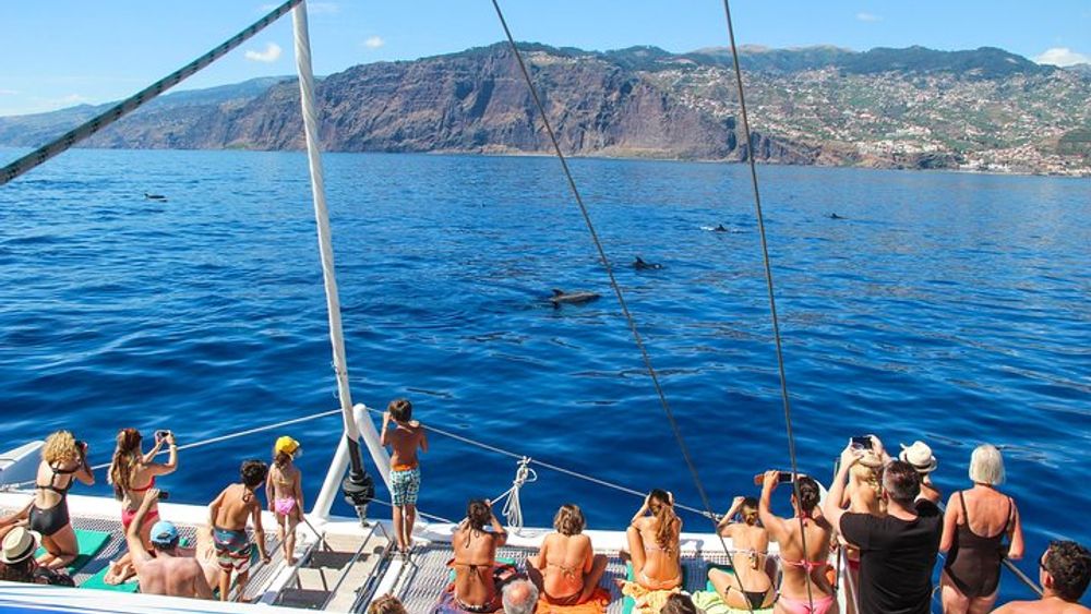 Funchal Dolphin and Whale Watching 3-Hour Catamaran Cruise