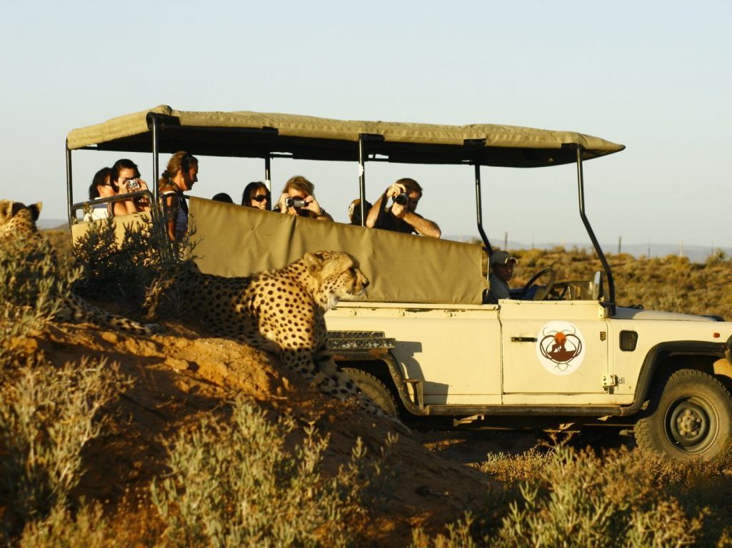 Big 5 Safari Day Tour from Cape Town