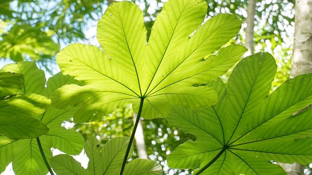 El Yunque Rainforest Tour From San Juan With Photos