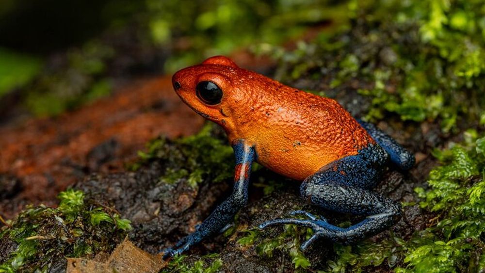 Tifakara Night Tour Through the Tropical Forest