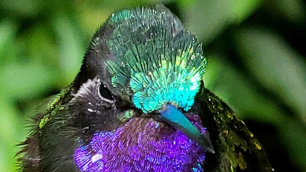 Guided Bird Watching Tour in Tapantí National Park