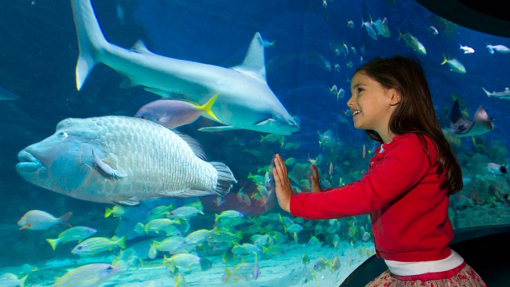 SEA LIFE Melbourne: Skip The Line Ticket
