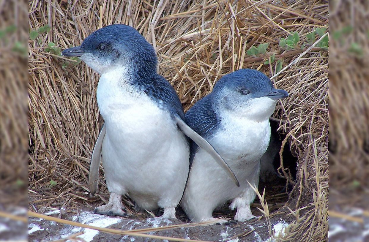 Akaroa Well-Being Eco-Safari Day Tour from Christchurch: Penguins nature safari option