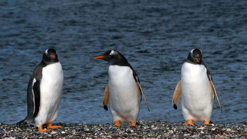 Catamaran Tour through the Beagle Channel and Penguins in Isla Martillo