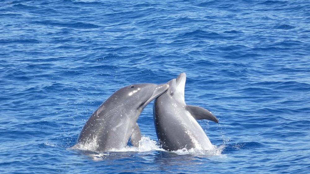 Tenerife Whale and Dolphin Cruise from Los Cristianos